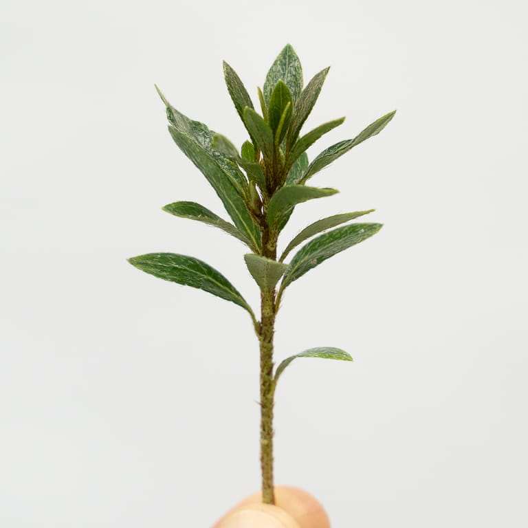 保持杜鹃花盆景健康的5大秘诀 图片