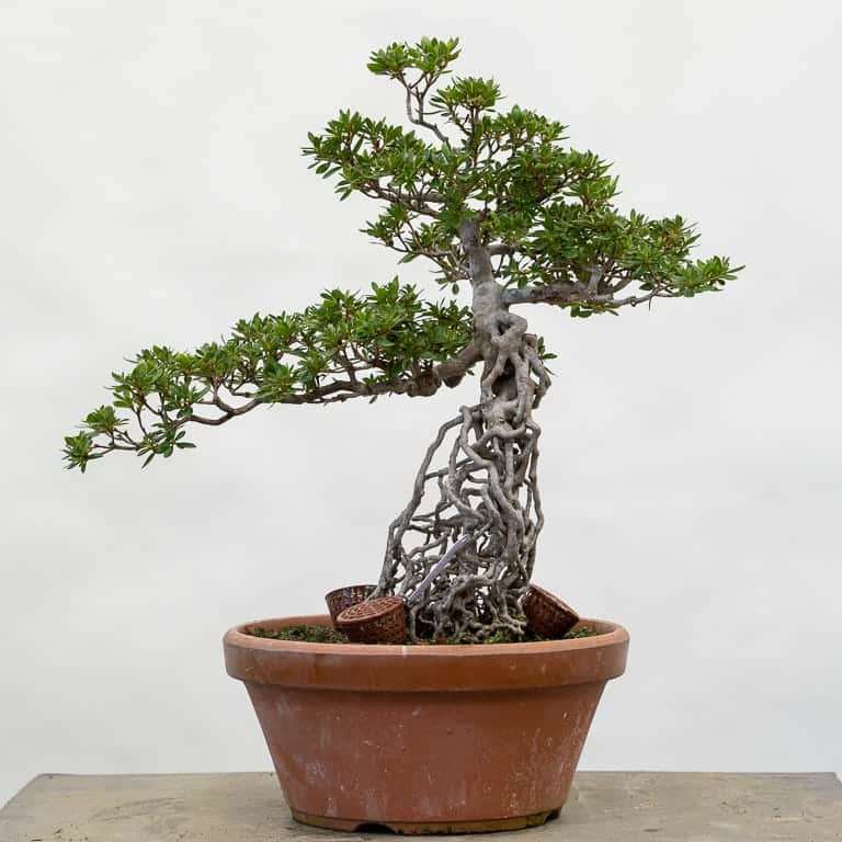 保持杜鹃花盆景健康的5大秘诀 图片