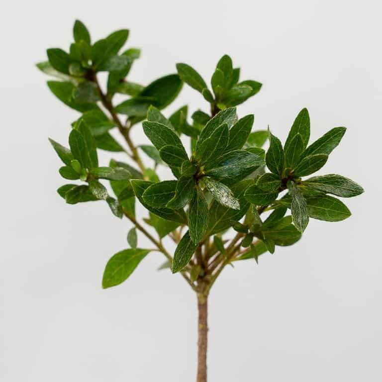 保持杜鹃花盆景健康的5大秘诀 图片