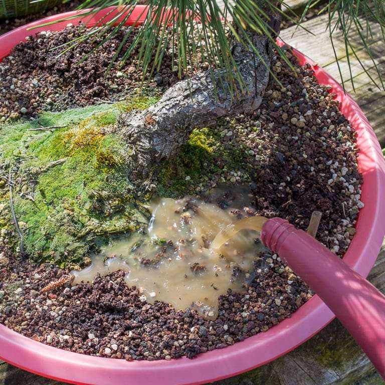 盆景肥料对水pH值的影响