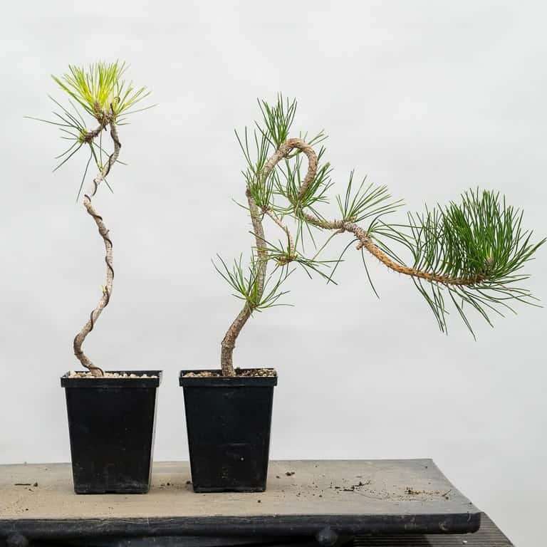 为什么我的松树盆景是黄色的