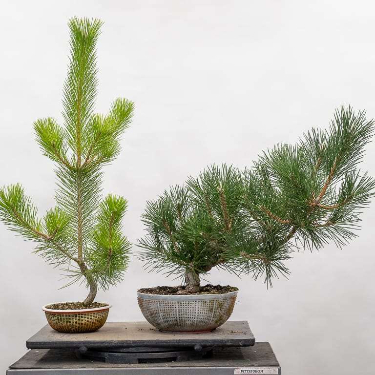 为什么我的松树盆景是黄色的 图片