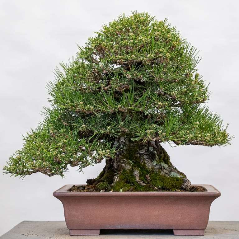 黑松盆景怎么逐步减少牺牲枝的9个步骤 图片