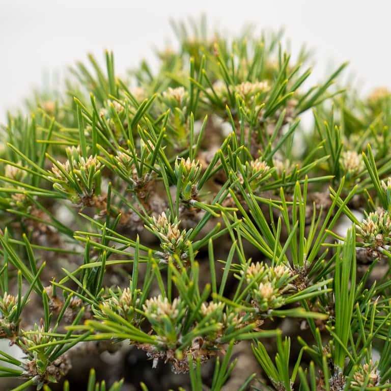 黑松盆景怎么逐步减少牺牲枝的9个步骤 图片