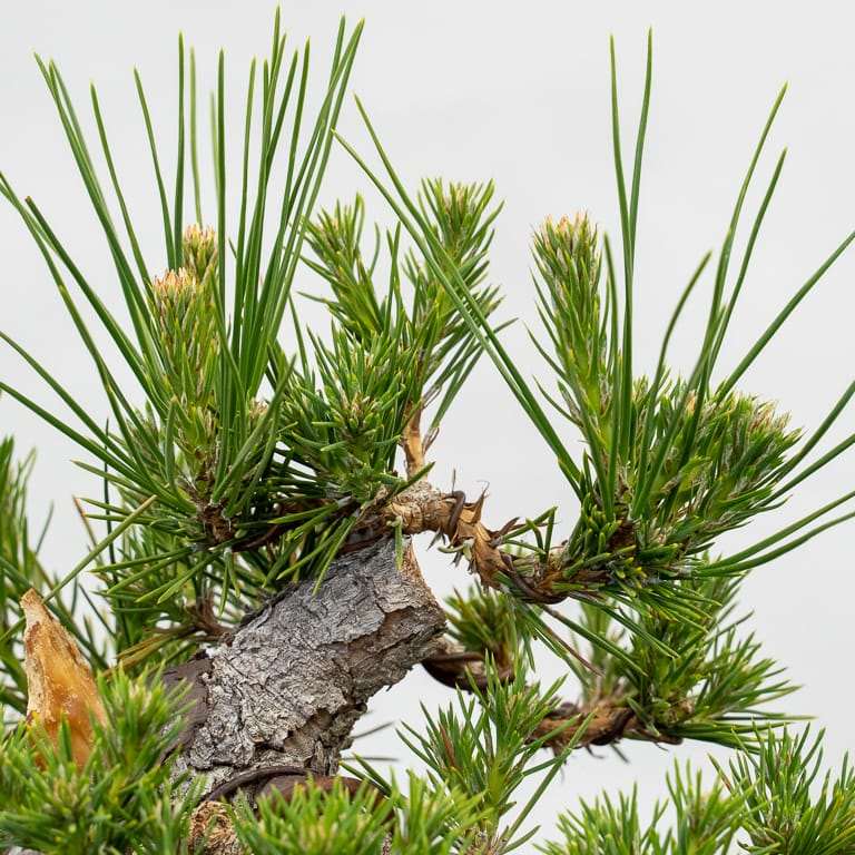 黑松盆景怎么逐步减少牺牲枝的9个步骤 图片