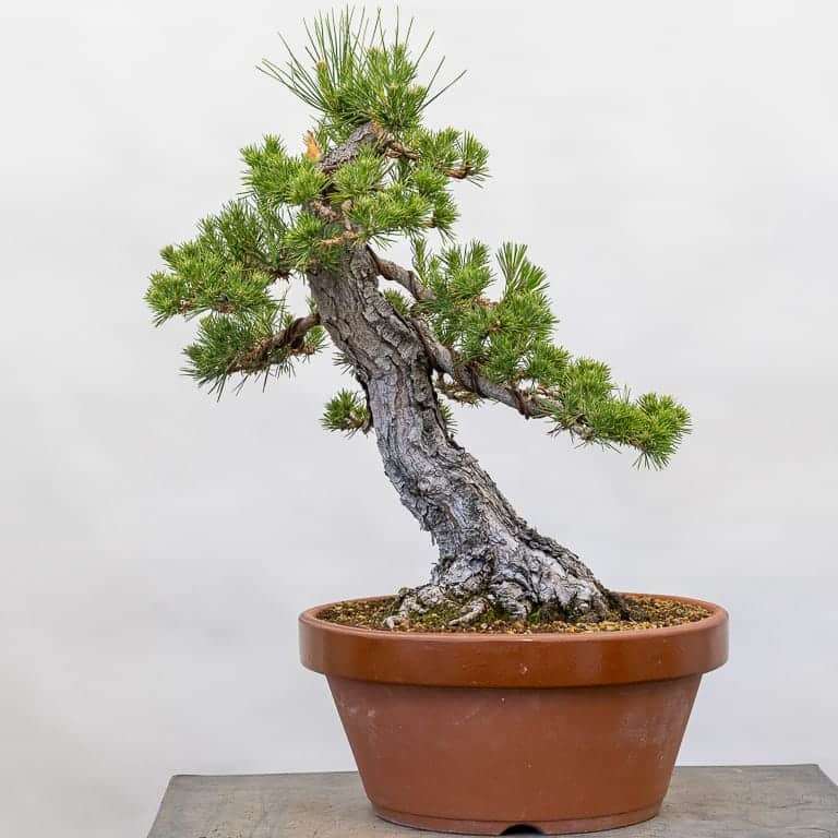 黑松盆景怎么逐步减少牺牲枝的9个步骤 图片