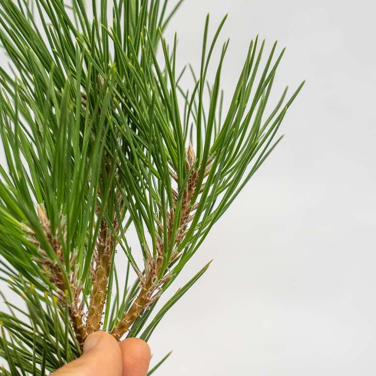 小品黑松盆景修剪牺牲枝 前后对比图片