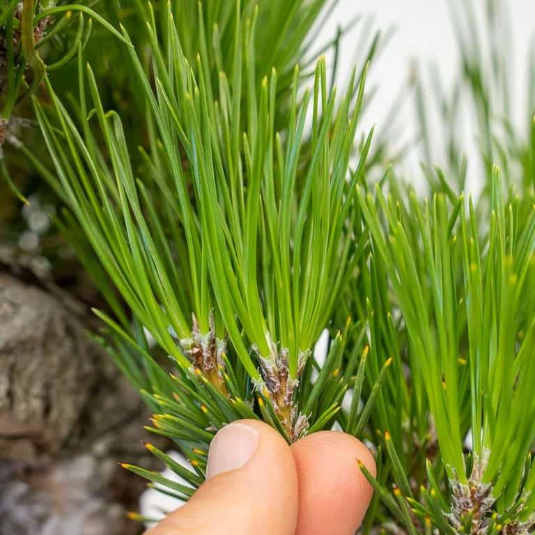 小品黑松盆景修剪牺牲枝 前后对比图片