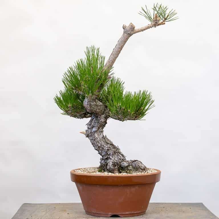 小品黑松盆景修剪牺牲枝 前后对比图片