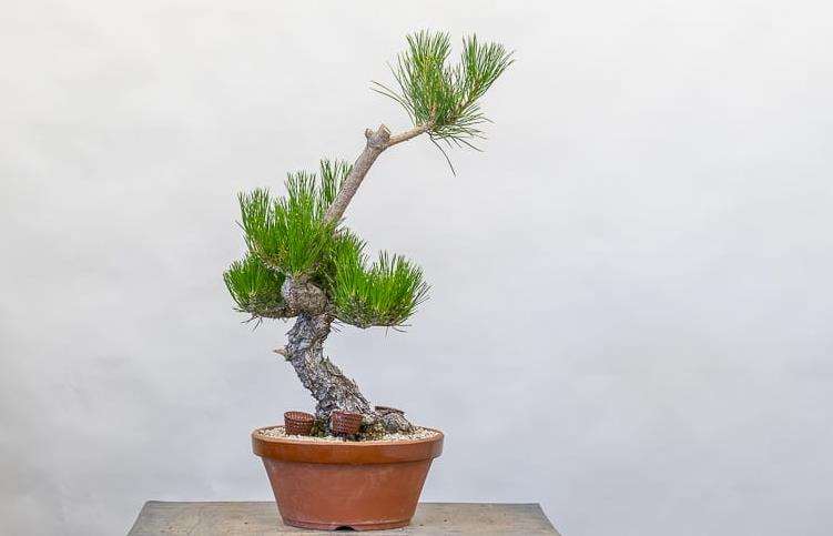 小品黑松盆景修剪牺牲枝 前后对比图片