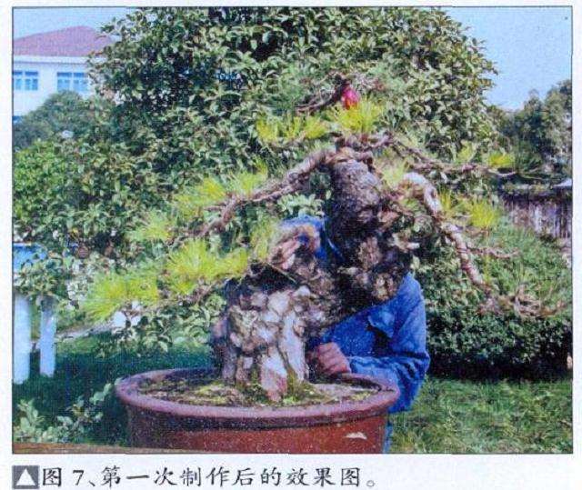 2011中国盆景《久发杯》精品展公告