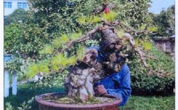 2011中国盆景《久发杯》精品展公告 图片