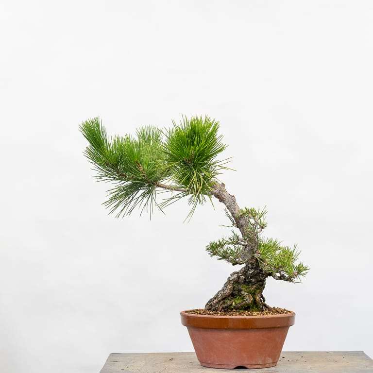 怎么修剪牺牲枝来平衡黑松盆景的活力