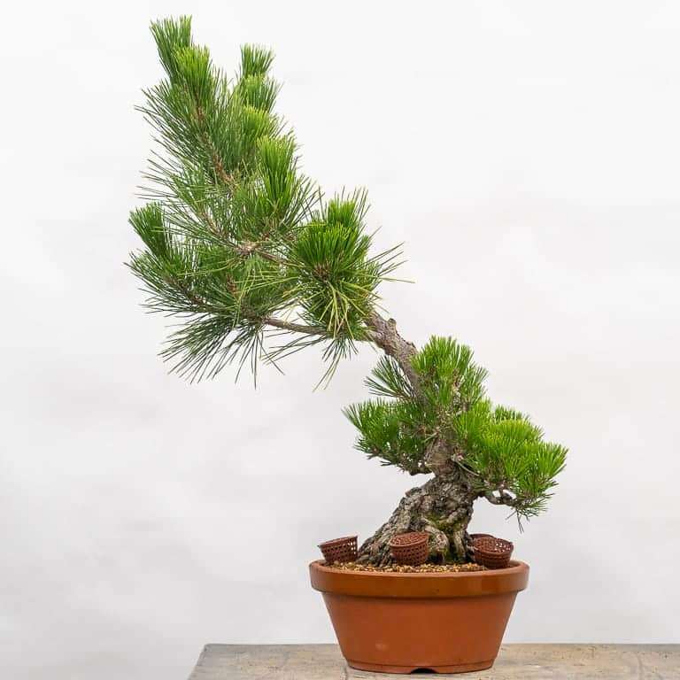 怎么修剪牺牲枝来平衡黑松盆景的活力