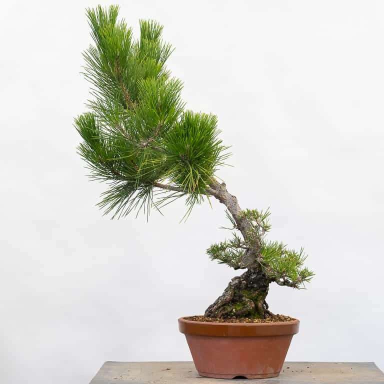 怎么修剪牺牲枝来平衡黑松盆景的活力