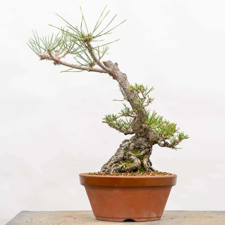 图解 怎么修剪牺牲枝来平衡黑松盆景的活力