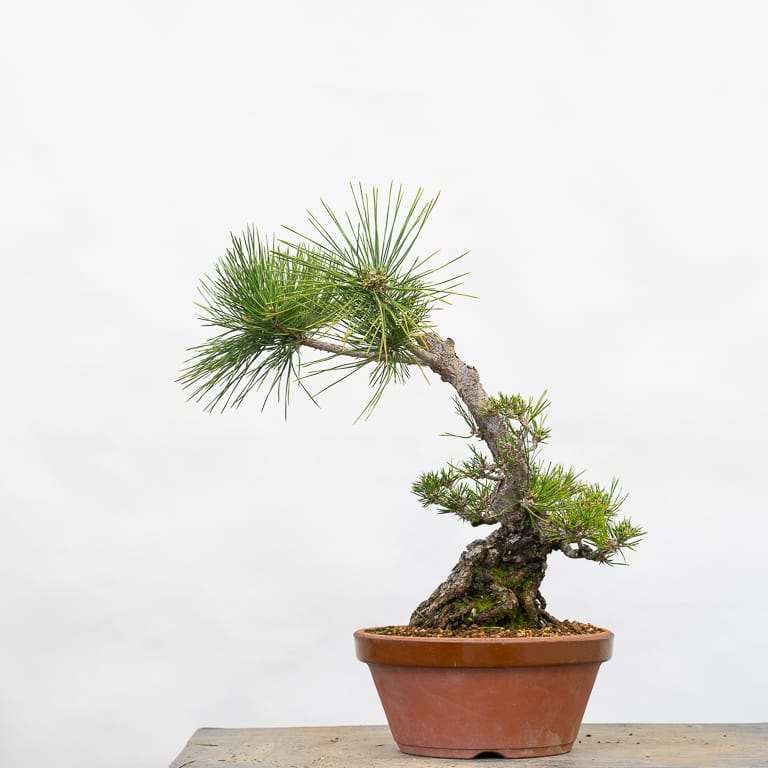 怎么修剪牺牲枝来平衡黑松盆景的活力