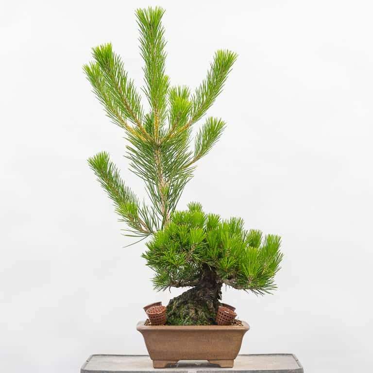 图解 怎么用牺牲枝平衡松树盆景的活力