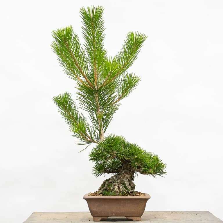 图解 怎么用牺牲枝平衡松树盆景的活力