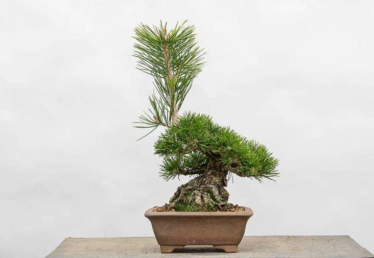 图解 怎么用牺牲枝平衡松树盆景的活力