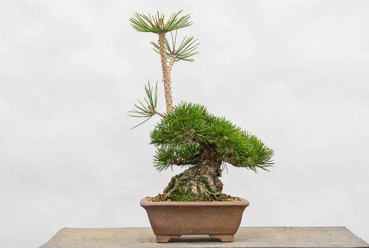 图解 怎么用牺牲枝平衡松树盆景的活力