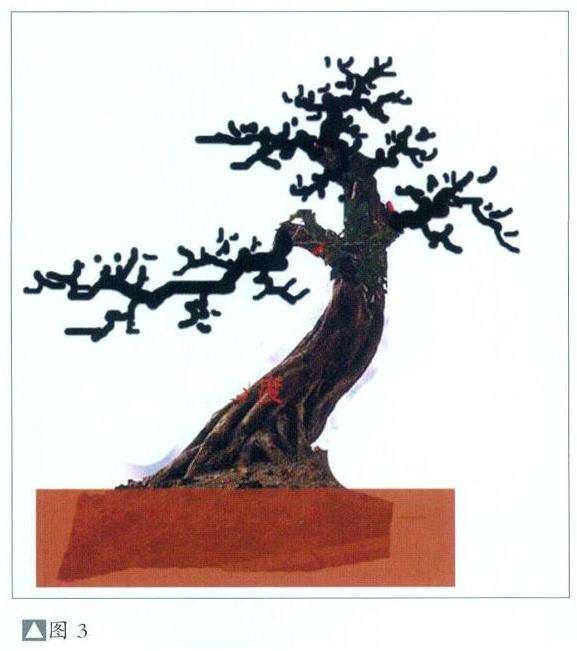 盆景怎么选材截桩的4个步骤 图片