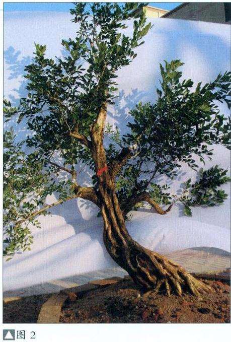 盆景怎么选材截桩的4个步骤 图片