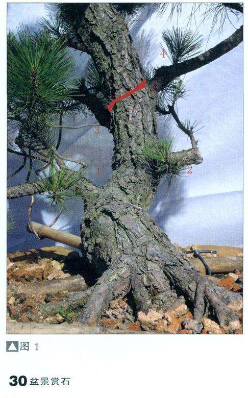 盆景怎么选材截桩的4个步骤 图片