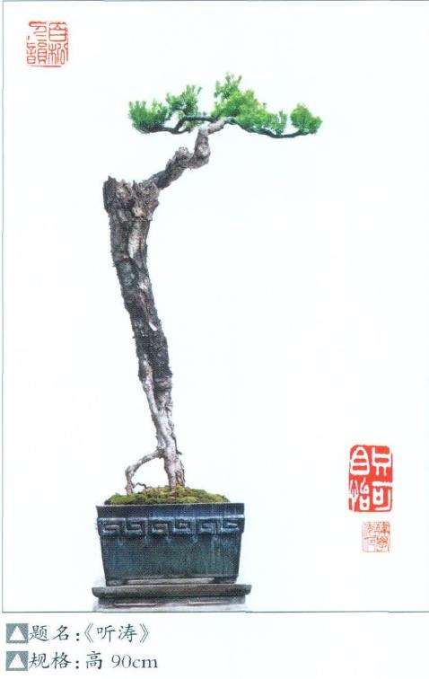 韩学年的别样盆景小作