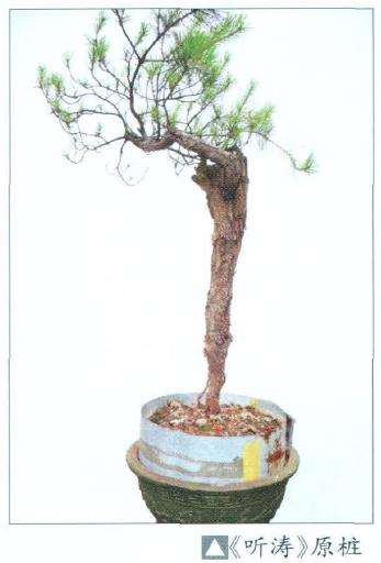 韩学年的别样盆景小作