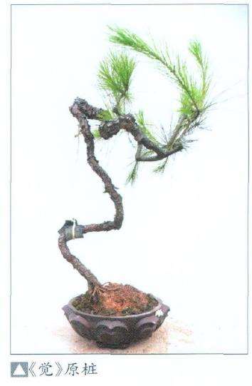 韩学年的别样盆景小作