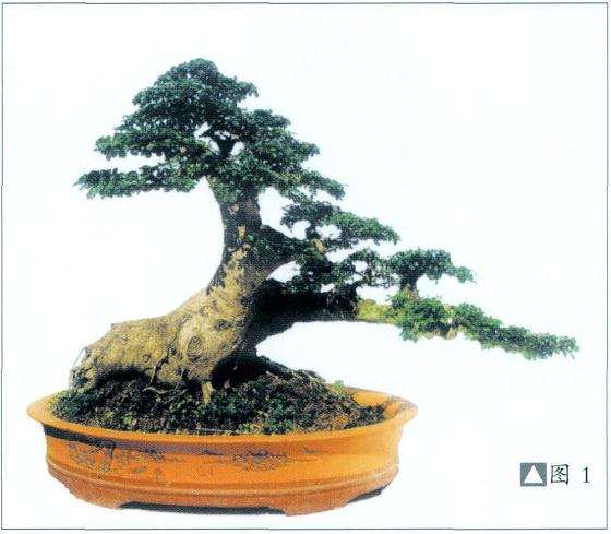 对节白蜡水旱盆景怎么制作的方法