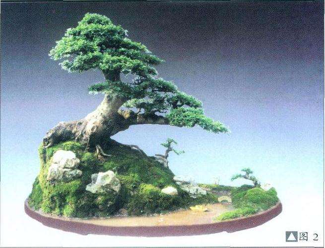 对节白蜡水旱盆景怎么制作的方法