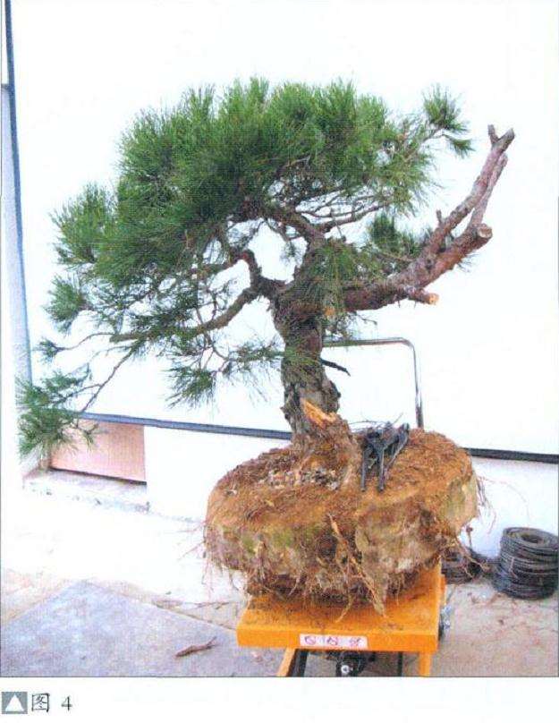 图解 怎么地栽赤松盆景的11个步骤