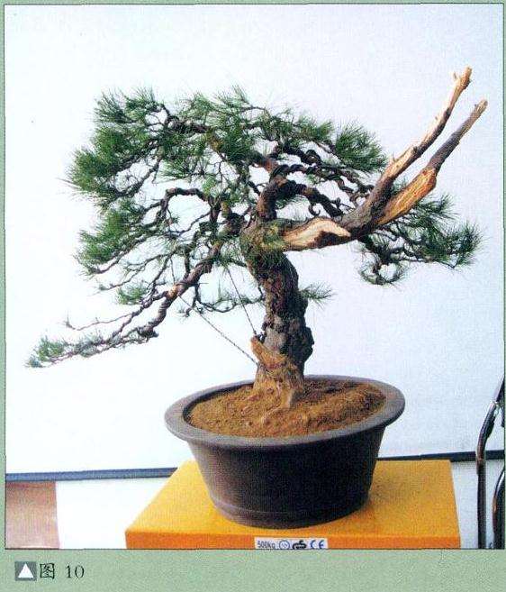 怎么地栽赤松盆景的11个步骤