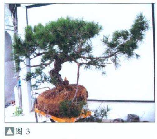 怎么地栽赤松盆景的11个步骤