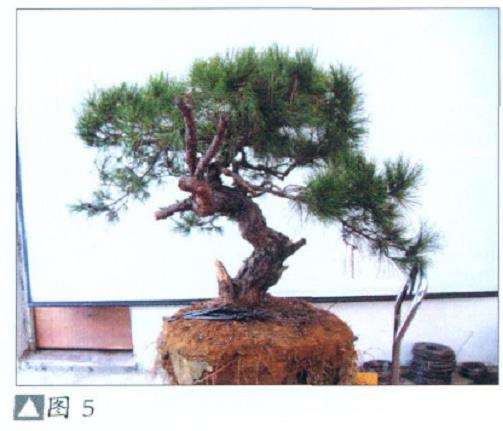 图解 怎么地栽赤松盆景的11个步骤