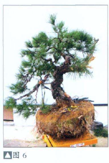 怎么地栽赤松盆景的11个步骤