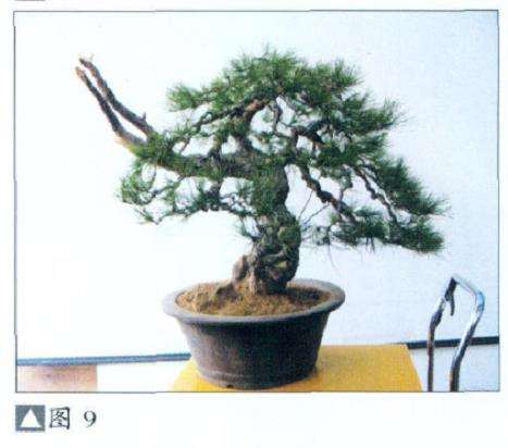 怎么地栽赤松盆景的11个步骤