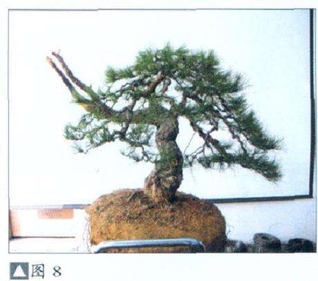 怎么地栽赤松盆景的11个步骤