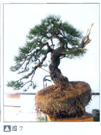 怎么地栽赤松盆景的11个步骤