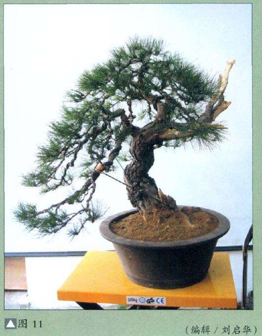图解 怎么地栽赤松盆景的11个步骤
