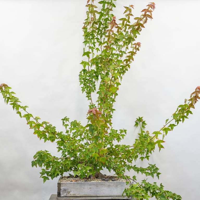 图解 三叉戟枫树盆景怎么修剪的前后对比