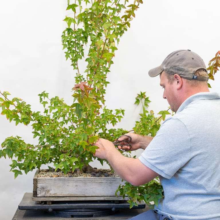 图解 三叉戟枫树盆景怎么修剪的前后对比