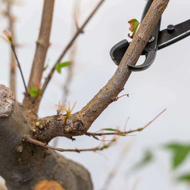 图解 三叉戟枫树盆景怎么修剪的前后对比