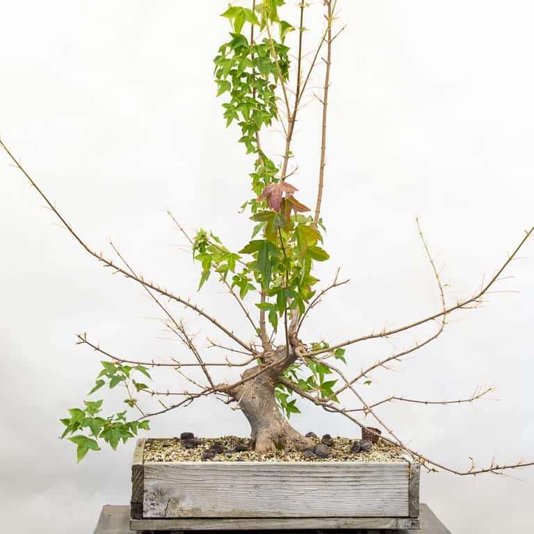 图解 三叉戟枫树盆景怎么修剪的前后对比