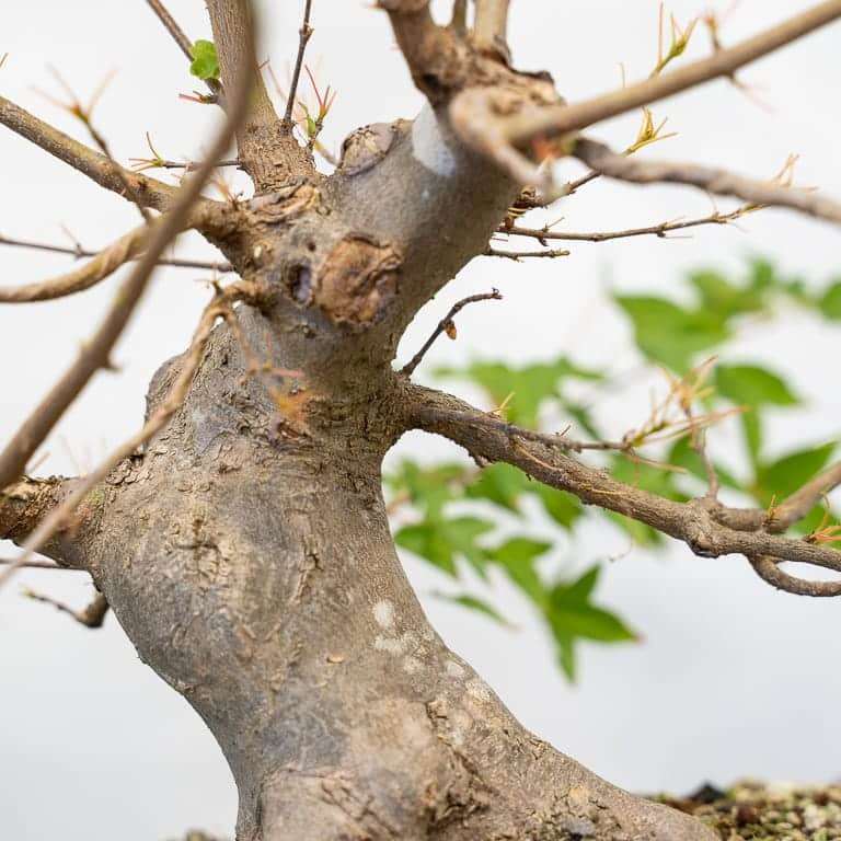 图解 三叉戟枫树盆景怎么修剪的前后对比