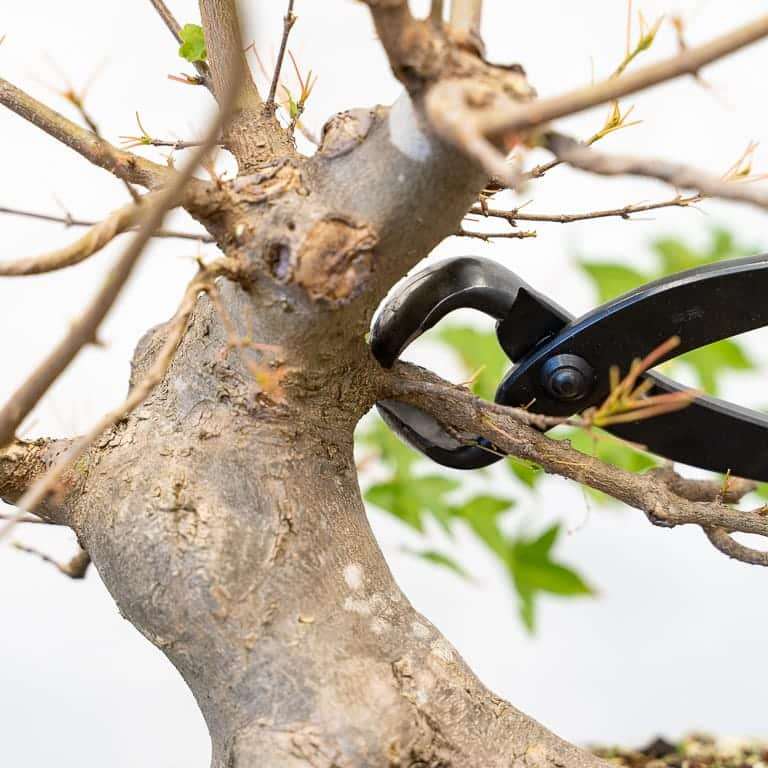 图解 三叉戟枫树盆景怎么修剪的前后对比