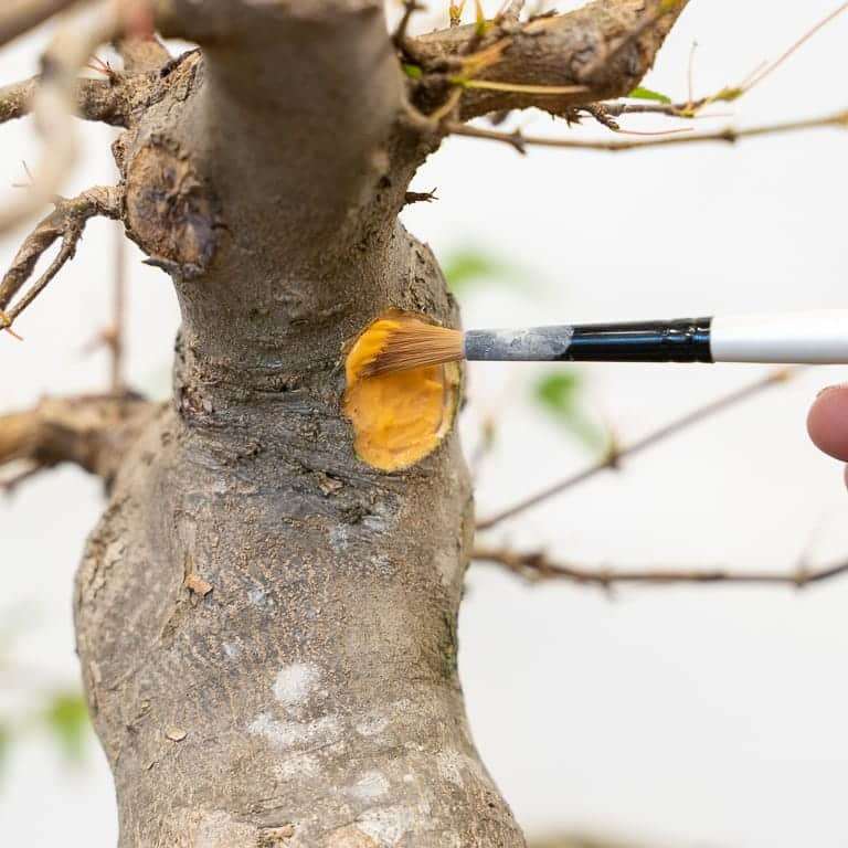 图解 三叉戟枫树盆景怎么修剪的前后对比