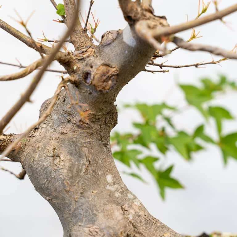 图解 三叉戟枫树盆景怎么修剪的前后对比